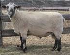 Sheep Trax Galileo 915G